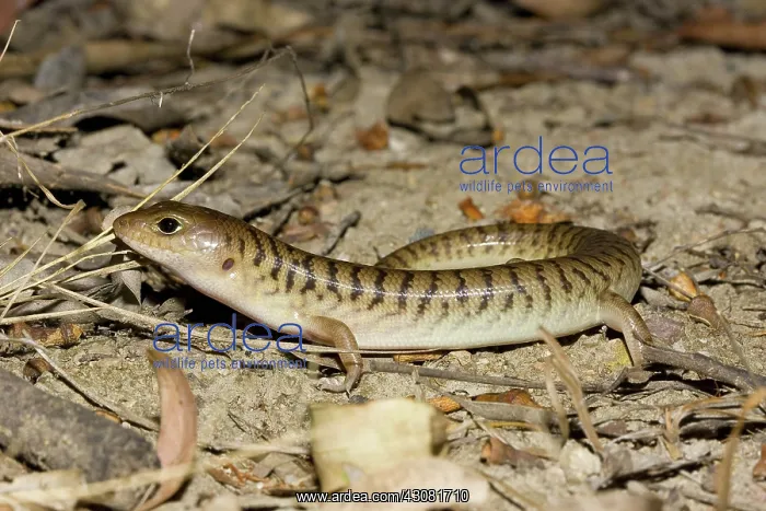 : Narrow-banded Sandswimmer : Narrow-banded Sandswimmer