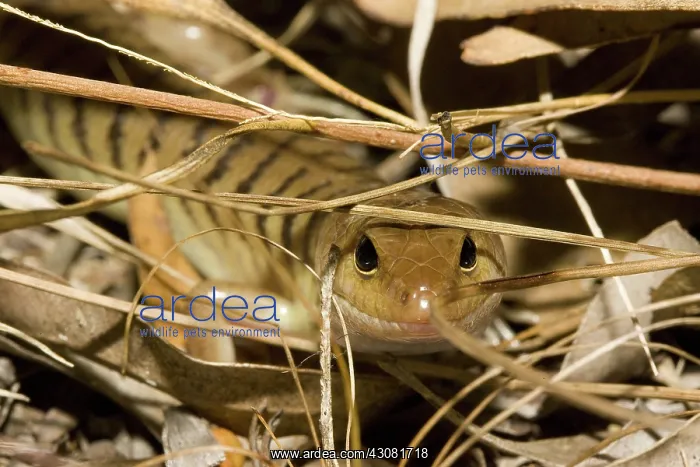 : Narrow-banded Sandswimmer : Narrow-banded Sandswimmer
