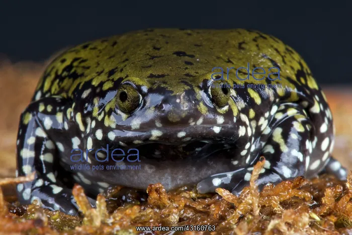 : Narrow beaked frog (Dermatonotus muelleri) : Narrow beaked frog (Dermatonotus muelleri)