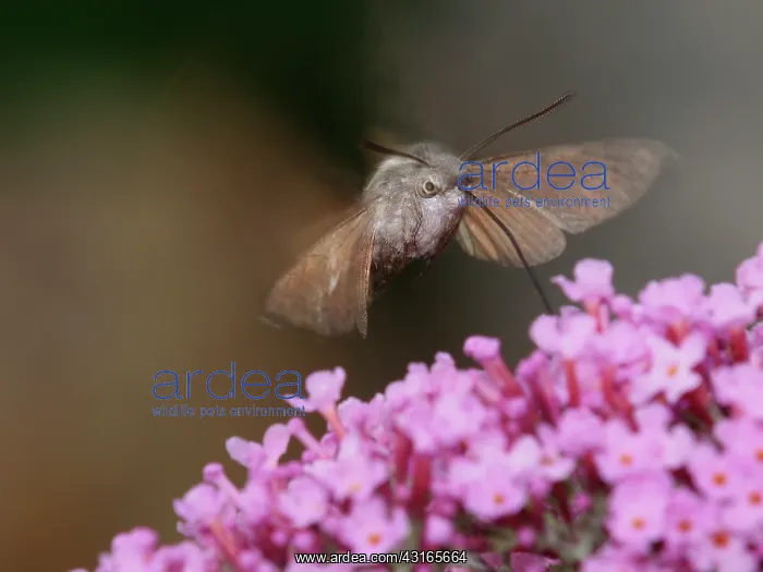 : Narrow-bordered Bee Hawk-moth : Narrow-bordered Bee Hawk-moth