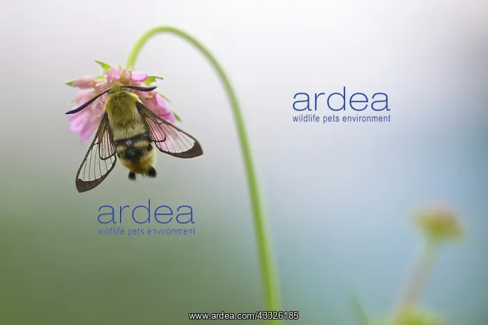 : Narrow-bordered Bee Hawk-moth : Narrow-bordered Bee Hawk-moth