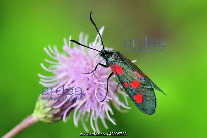 : Narrow-Bordered Five-Spot Burnet : Narrow-Bordered Five-Spot Burnet