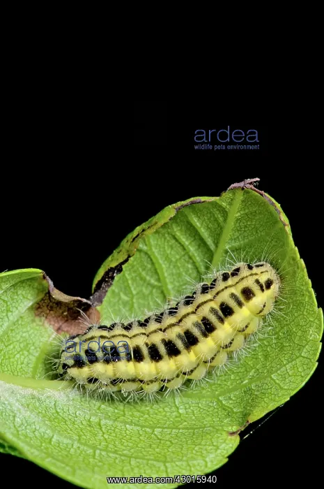 : Narrow-bordered Five-spot Burnet caterpillar : Narrow-bordered Five-spot Burnet caterpillar