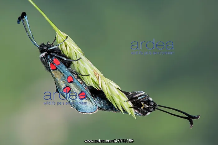 : Narrow-bordered Five-spot Burnet pair mating on : Narrow-bordered Five-spot Burnet pair mating on