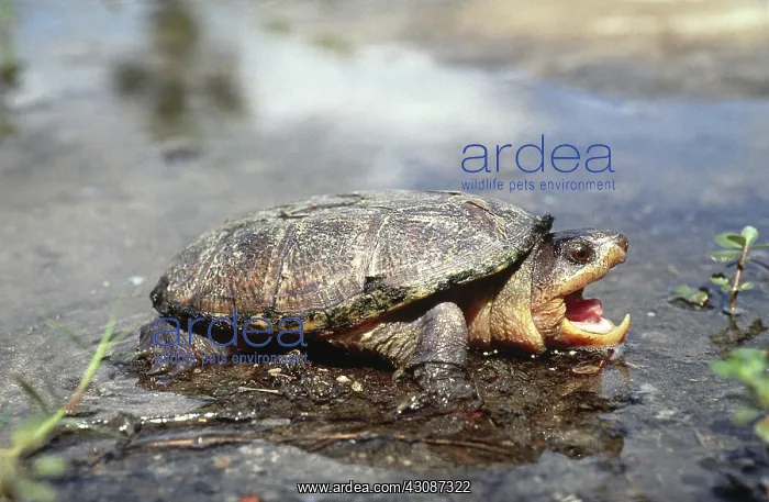 : Narrow-Bridged Musk Turtle : Narrow-Bridged Musk Turtle