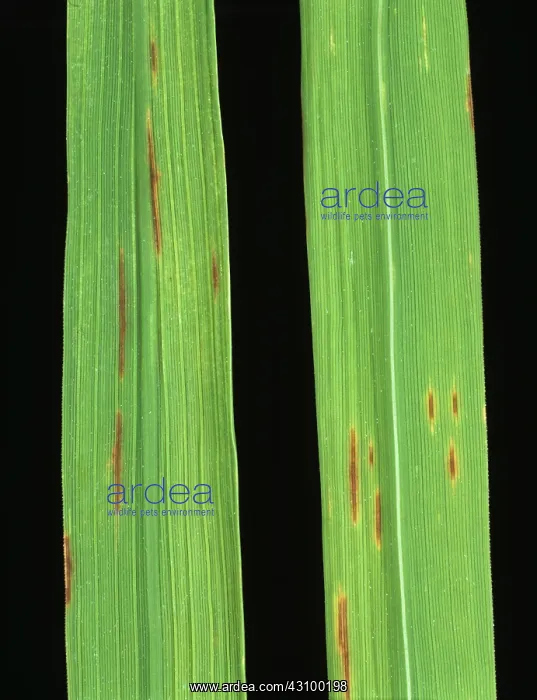  : Narrow brown spot (Cercospora oryzae)