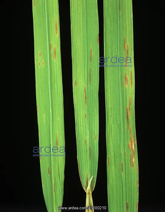 : Narrow brown spot (Cercospora oryzae) : Narrow brown spot (Cercospora oryzae)