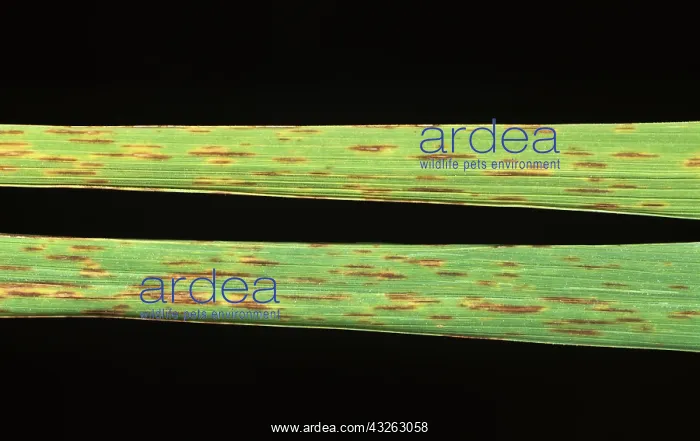 : Narrow Brown Spot (Cercospora oryzae) : Narrow Brown Spot (Cercospora oryzae)