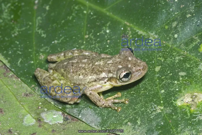 : Narrow-headed treefrog, Scinax cruentomma : Narrow-headed treefrog, Scinax cruentomma