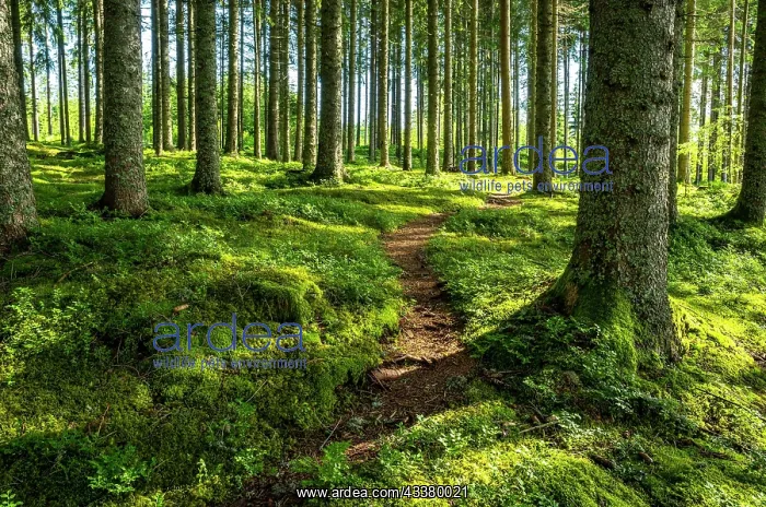 : A narrow hiking trail in the forest, coniferous : A narrow hiking trail in the forest, coniferous