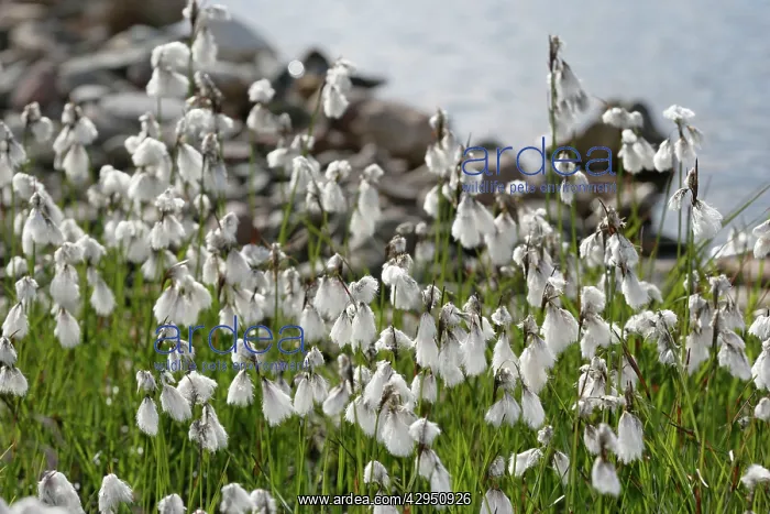 : Narrow-leaved Cottongrass : Narrow-leaved Cottongrass
