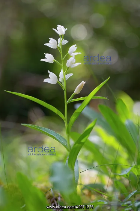 : Narrow Leaved Helleborine : Narrow Leaved Helleborine