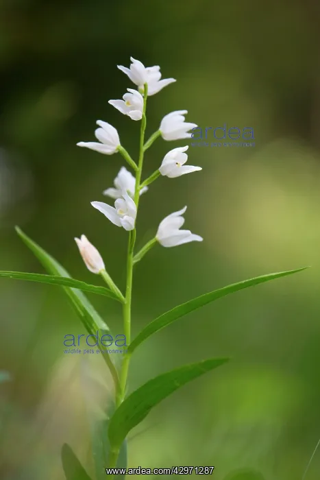 : Narrow Leaved Helleborine : Narrow Leaved Helleborine