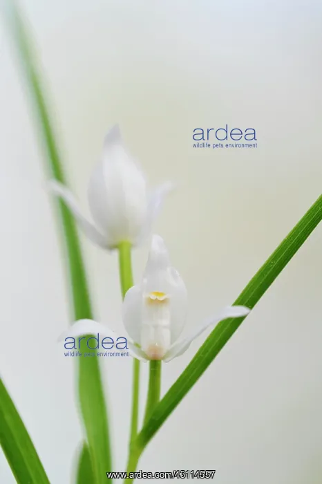  : Narrow-leaved Helleborine