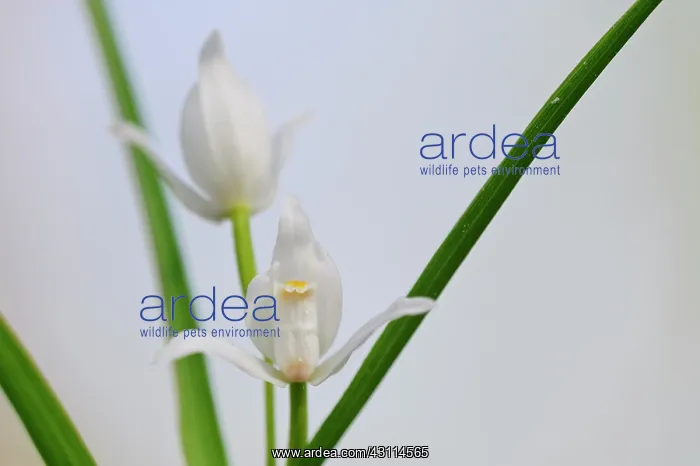 : Narrow-leaved Helleborine : Narrow-leaved Helleborine