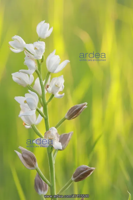 : Narrow-leaved Helleborine : Narrow-leaved Helleborine