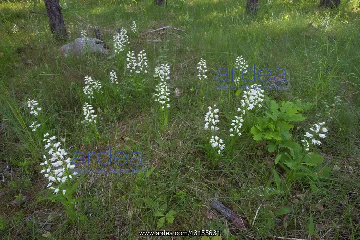 : Narrow-leaved Helleborine : Narrow-leaved Helleborine