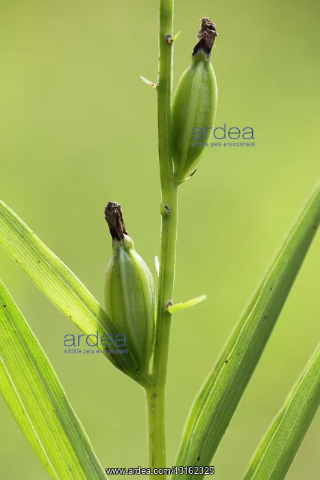 : Narrow-leaved Helleborine : Narrow-leaved Helleborine