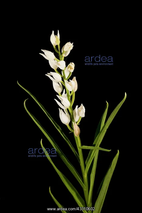 : The narrow-leaved helleborine (Cephalanthera longifolia) : The narrow-leaved helleborine (Cephalanthera longifolia)