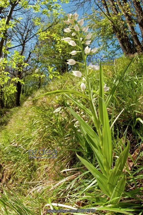 : Narrow-leaved Helleborine in its natural environment : Narrow-leaved Helleborine in its natural environment