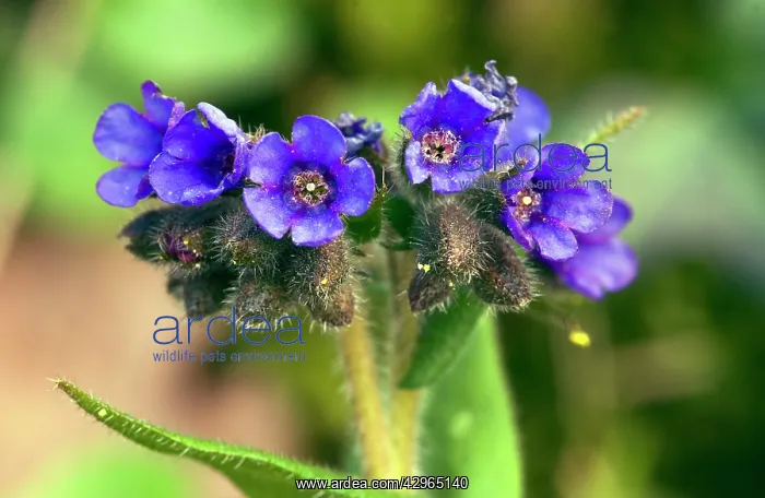 : Narrow-leaved Lungwort : Narrow-leaved Lungwort