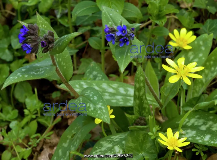 : Narrow-leaved Lungwort - with Lesser Celandines : Narrow-leaved Lungwort - with Lesser Celandines