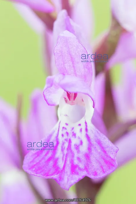 : Narrow-leaved Marsh Orchid : Narrow-leaved Marsh Orchid