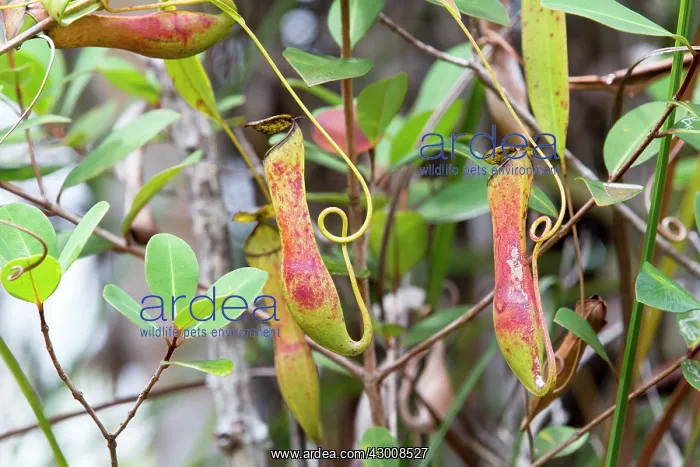 : Narrow-Leaved Pitcher-Plant pitcher forming : Narrow-Leaved Pitcher-Plant pitcher forming
