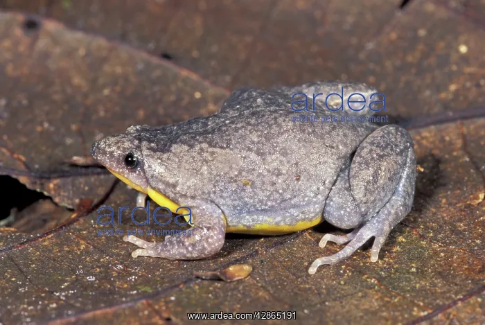 : Narrow-mouthed Frog : Narrow-mouthed Frog