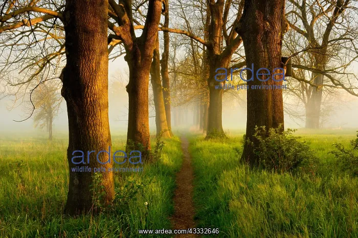: Narrow path through oak and ash avenue, fog, morning : Narrow path through oak and ash avenue, fog, morning