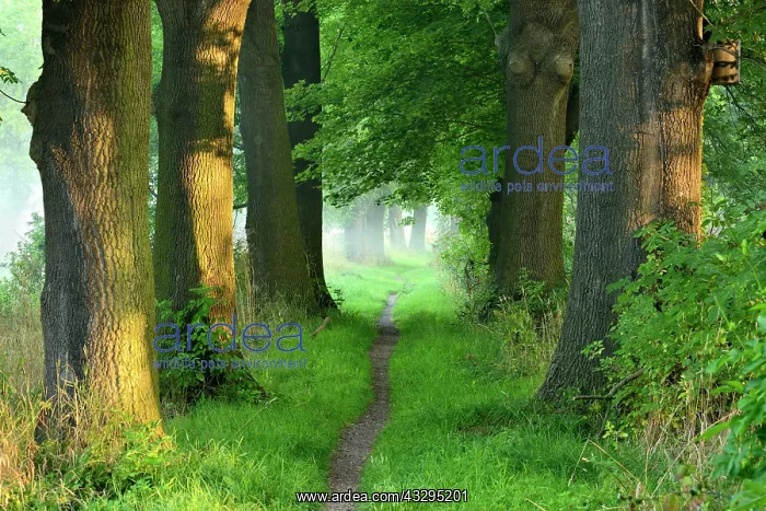 : Narrow path, oak avenue, fog, morning light, flower : Narrow path, oak avenue, fog, morning light, flower