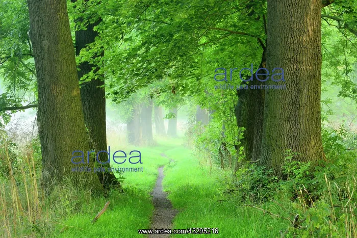 : Narrow path, oak avenue, fog, Naumburg, Naumburg : Narrow path, oak avenue, fog, Naumburg, Naumburg