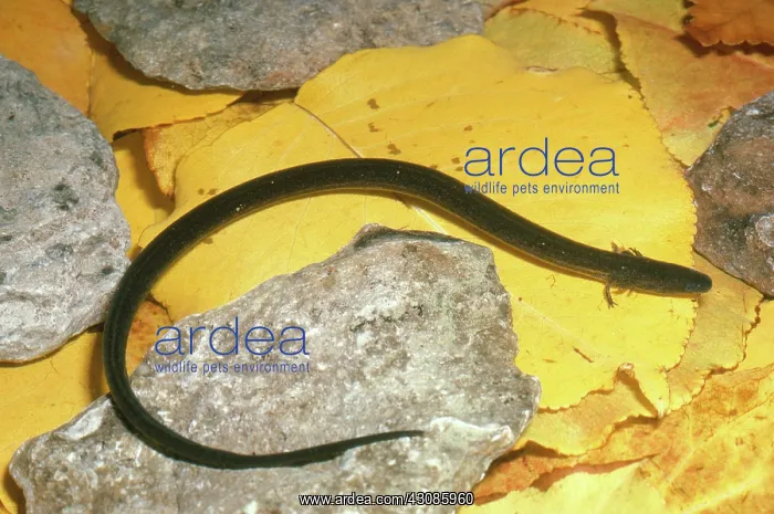 : Narrow-striped Dwarf Siren : Narrow-striped Dwarf Siren