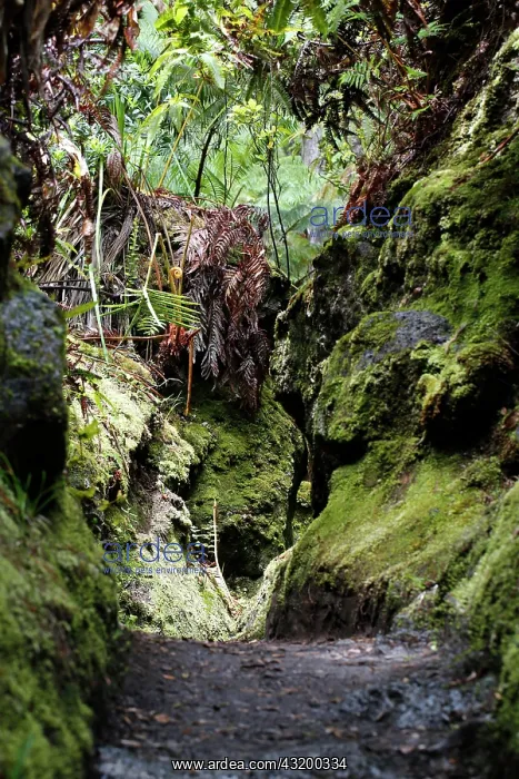 : Narrowing of the path, Halemaumau Trail Into the : Narrowing of the path, Halemaumau Trail Into the