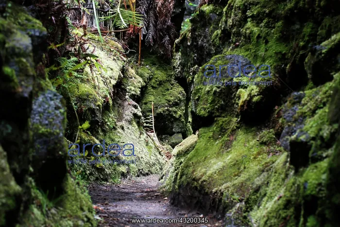  : Narrowing of the path, Halemaumau Trail Into the