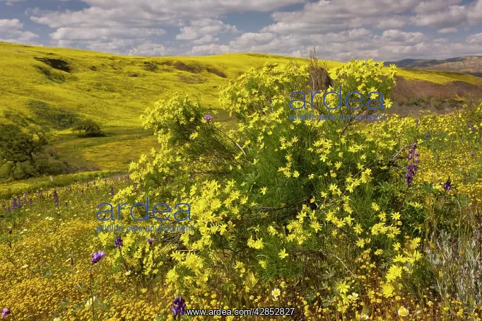 : Narrowleaf / Interior Goldenbush - in Cottonwood Canyon : Narrowleaf / Interior Goldenbush - in Cottonwood Canyon