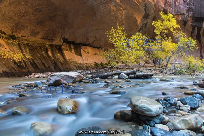 : The Narrows of the Virgin River in autumn : The Narrows of the Virgin River in autumn