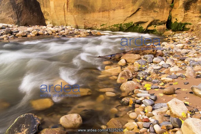 : The Narrows of the Virgin River in autumn : The Narrows of the Virgin River in autumn