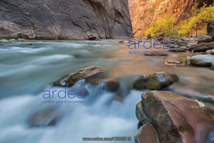 : The Narrows of the Virgin River in autumn : The Narrows of the Virgin River in autumn