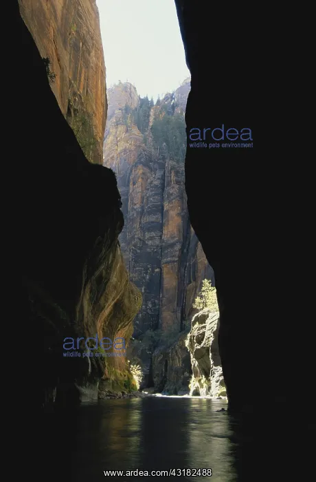 : The Narrows of Zion Canyon : The Narrows of Zion Canyon