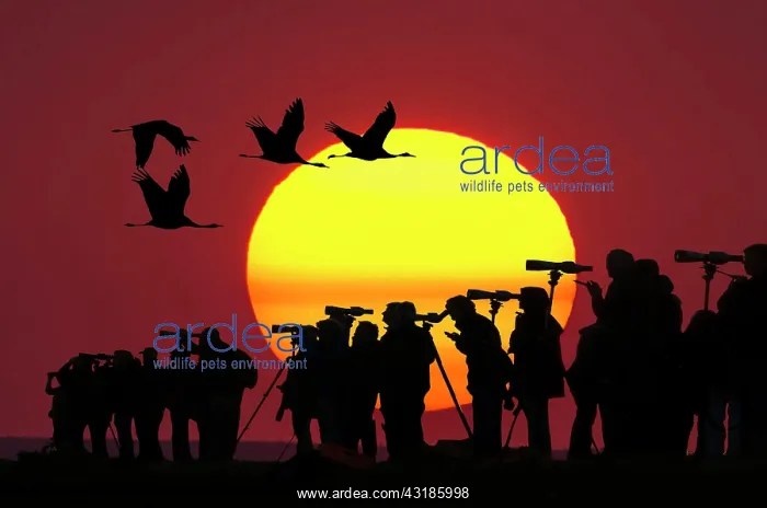 : Nartur friends with telescopes in front of setting : Nartur friends with telescopes in front of setting