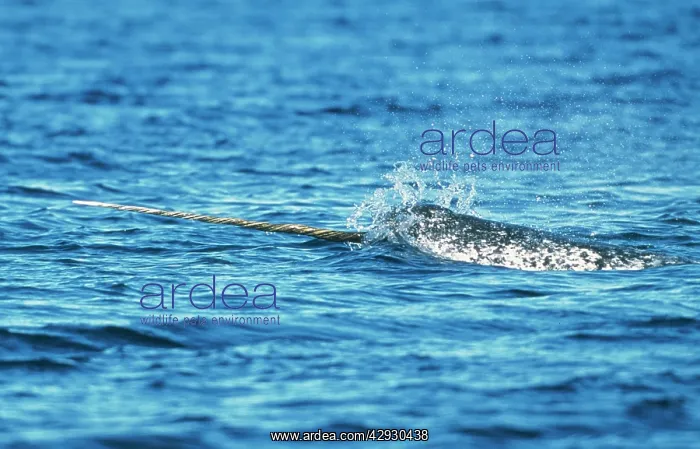  : Narwhal (Monodon monoceros). Canadian Arctic