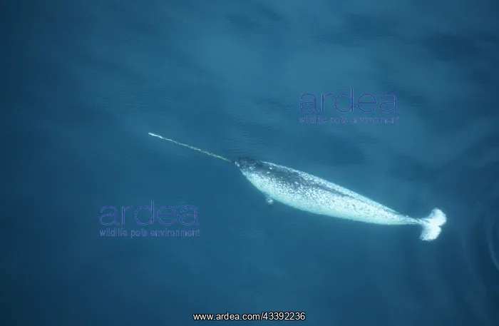 : Narwhal - aerial shot : Narwhal - aerial shot
