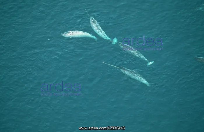 : NARWHAL - aerial view : NARWHAL - aerial view