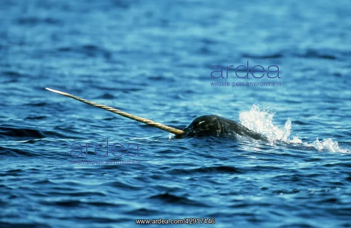 : Narwhal - head & tusk, out of water : Narwhal - head & tusk, out of water