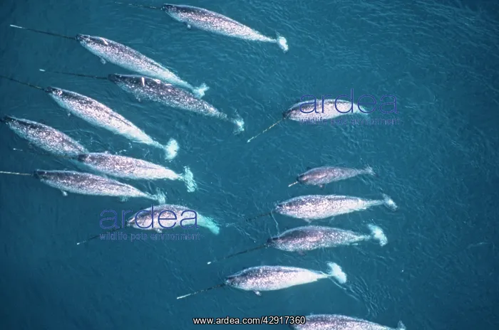 : Narwhal - shoal, aerial shot : Narwhal - shoal, aerial shot