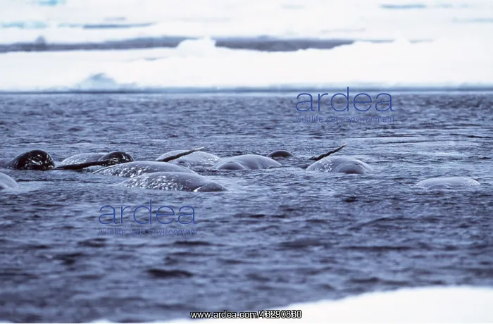 : Narwhals - group swimming : Narwhals - group swimming
