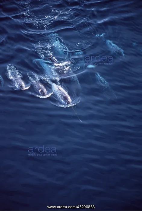 : Narwhals - group swmiming, aerial : Narwhals - group swmiming, aerial