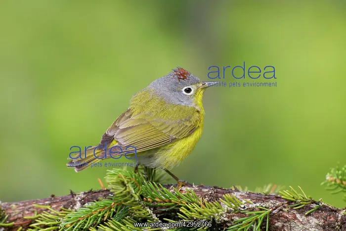 : Nashville Warbler : Nashville Warbler