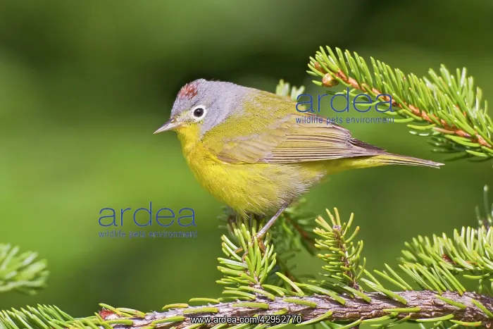 : Nashville Warbler : Nashville Warbler
